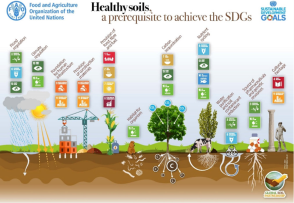Healthy soils are essential to achieve UN SDGs
