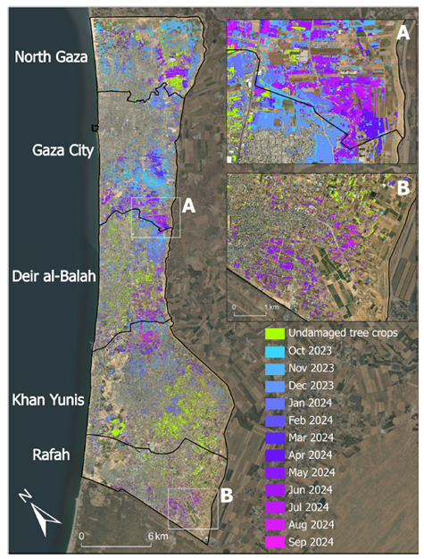 Tree crops damage at monthly intervals from October 2023 to September 2024.