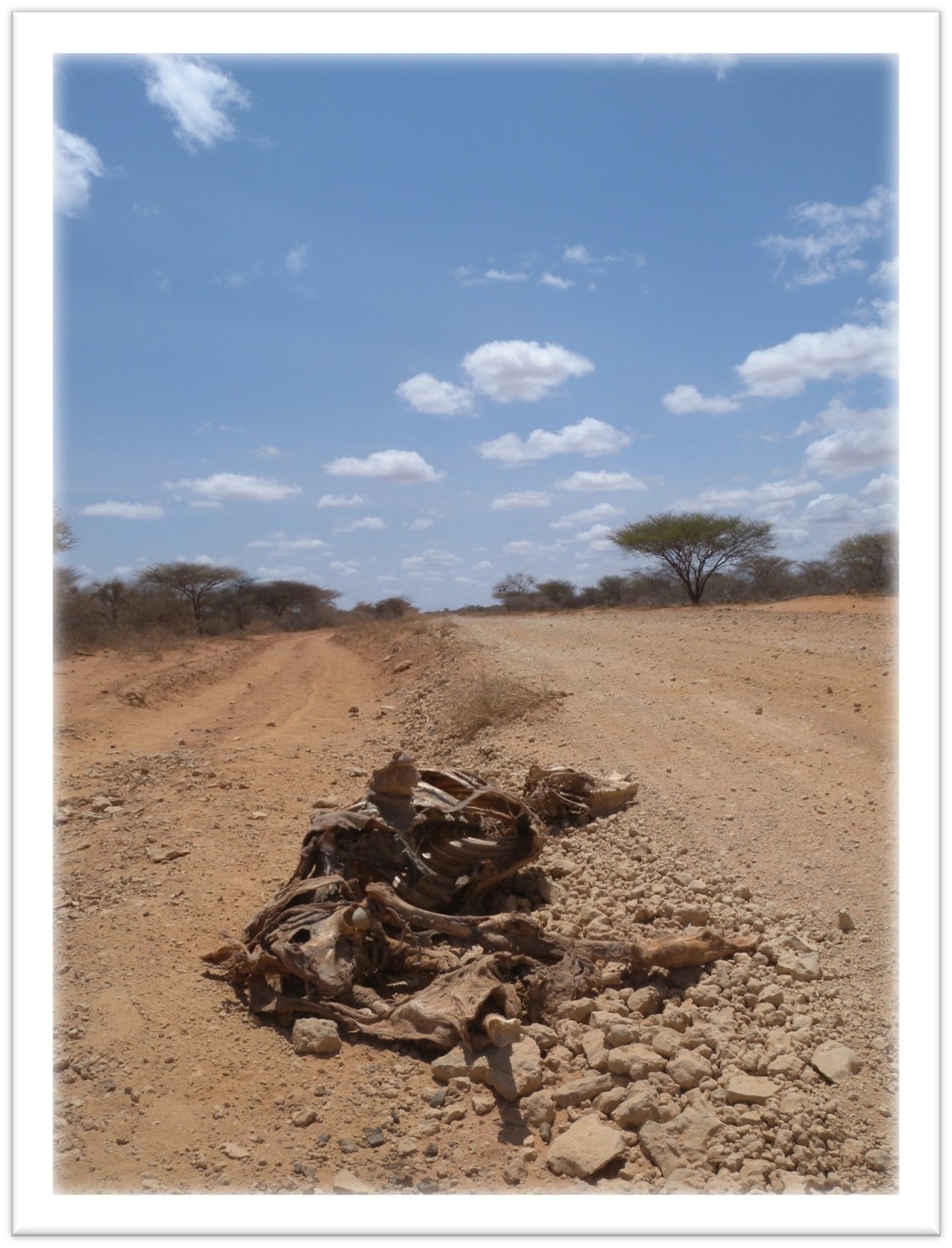 Animal carcass on the road to Wajir.