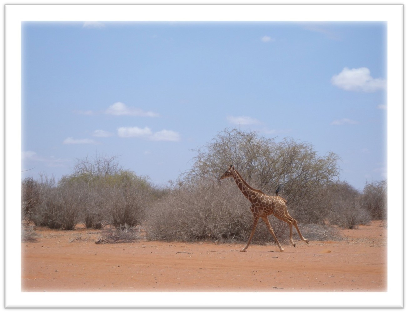 In the summer of 2011, giraffes were among the few animals spotted around Wajir.