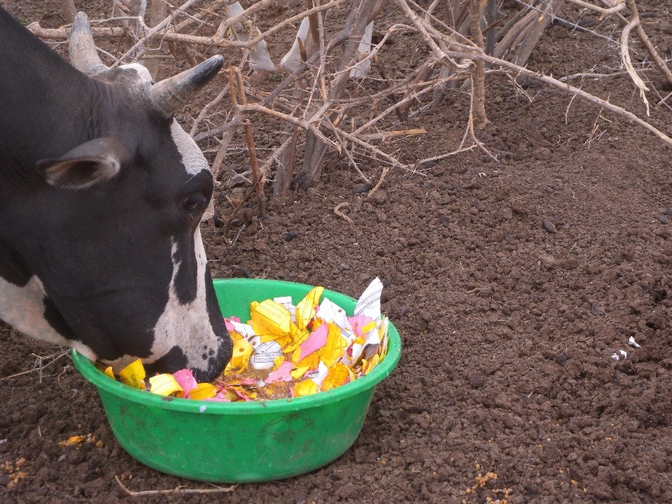 Cow being fed with paper in Wajir during the 2011 drought.