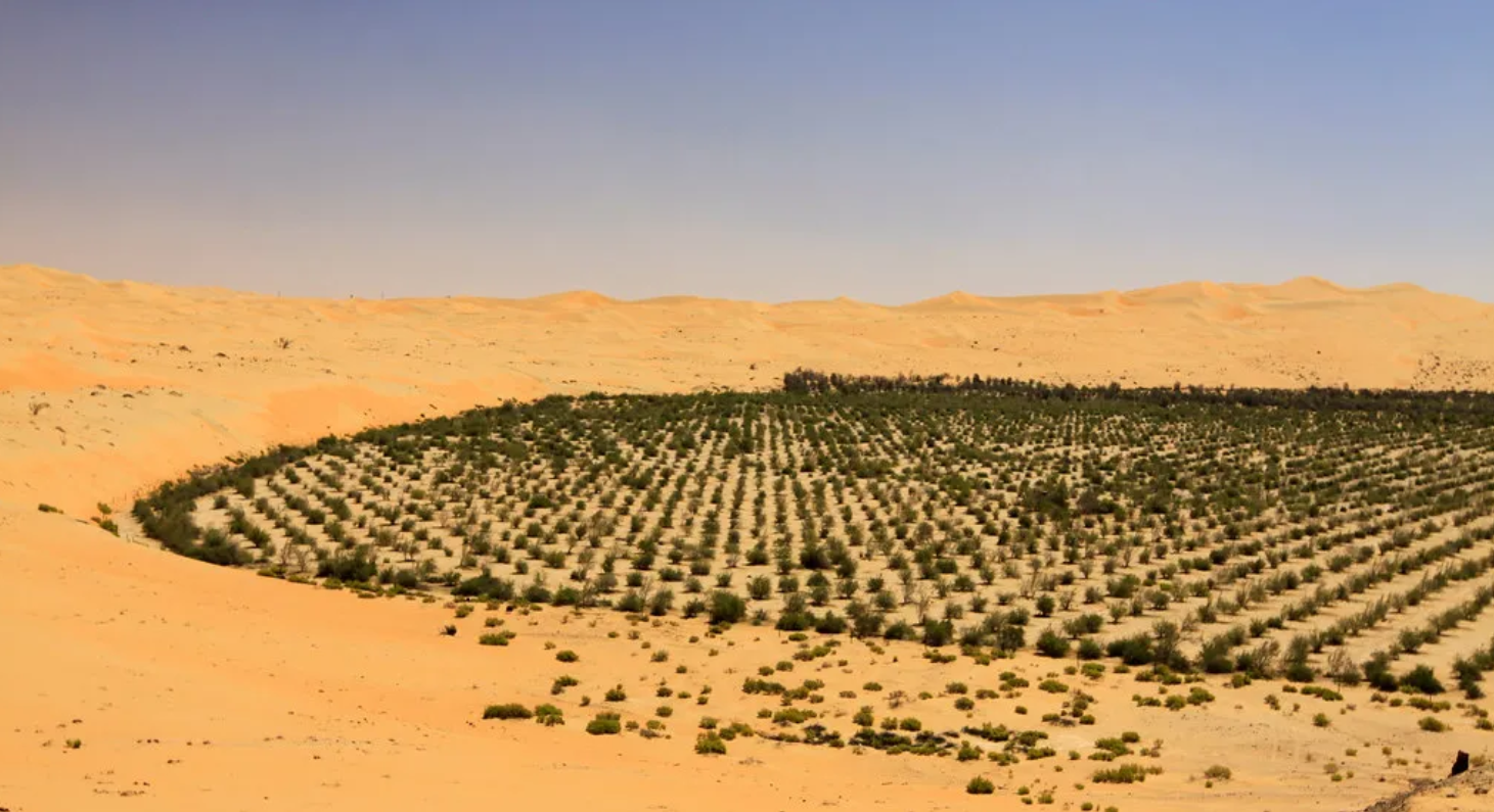 Saudi Arabia to plant 10 billion trees, greening the desert