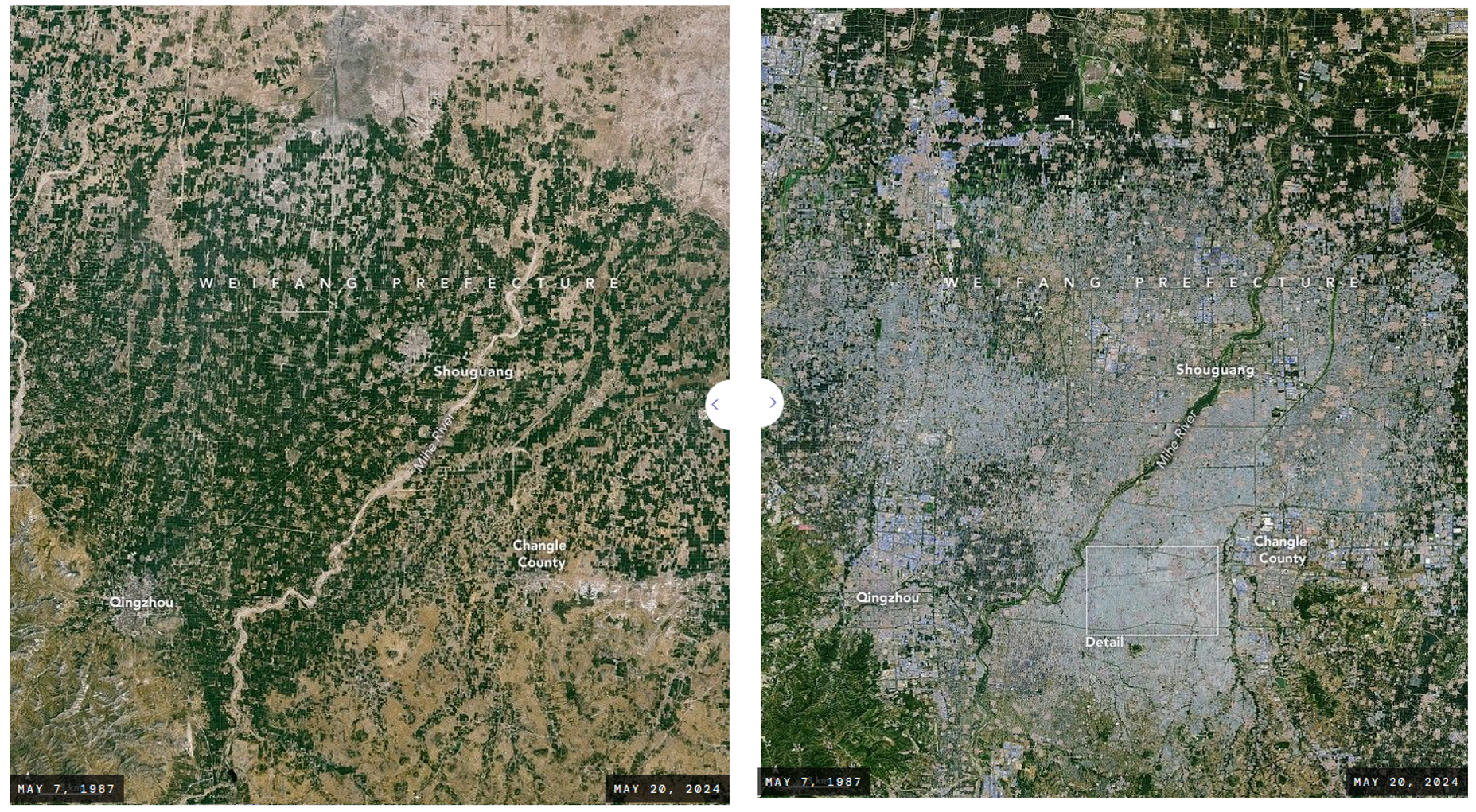NASA images of land use May 7, 1987 (left) and recent image May 20, 2024 (right) showing widespread expansion of greenhouses in Weifang Prefecture over this time